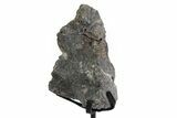 Fossil Sauropod Vert Process Section w/ Metal Stand - Colorado #383250-2